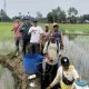 IP 300 Seluas 55 Hektare di Bila Riase Sidrap, Petani Bidik Panen 50 Hari Lagi