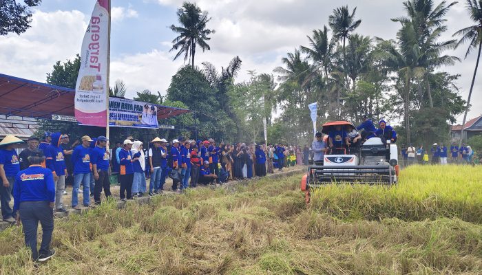 Sekali Panen Rp50 Miliar, Abbokongang Buktikan Pertanian Sidrap Tetap Produktif di Tengah Kemarau