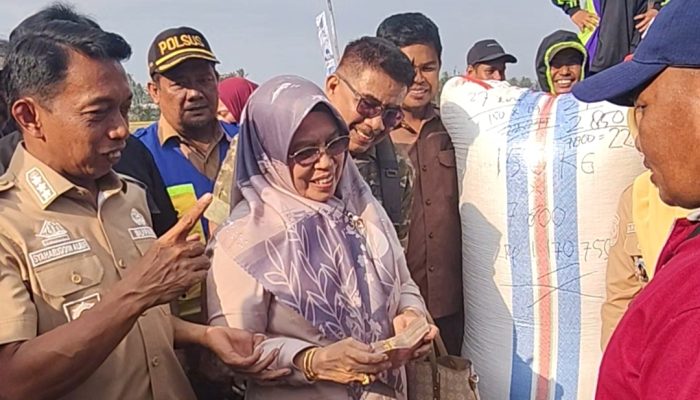 Panen di Tengah Kemarau, Padi Padangloang Alau Sidrap Tembus 11,4 Ton per Hektare