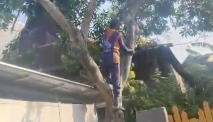 Pohon Mangga Dipangkas Hingga Rusak Rumah Gardu, Warga Laporkan Dugaan Perusakan ke Polres Sidrap