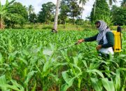 Petani Jagung Enrekang Segera Dapat Perlindungan, 500 Hektare Masuk Skema Asuransi