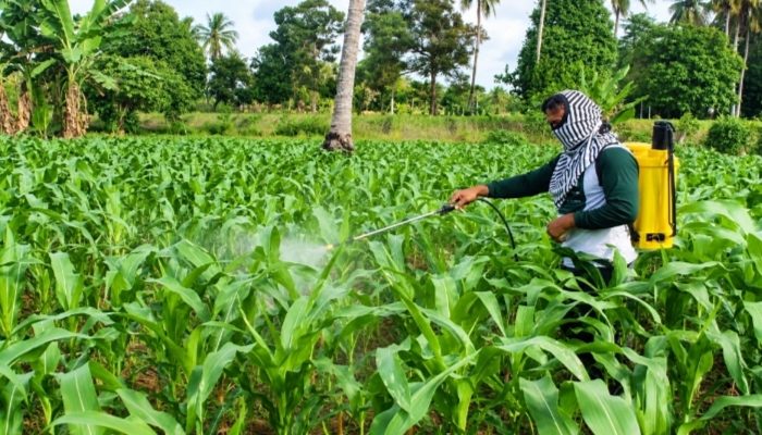 Petani Jagung Enrekang Segera Dapat Perlindungan, 500 Hektare Masuk Skema Asuransi