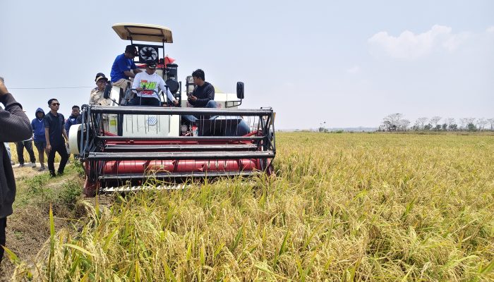 Dulu Menganggur, Kini Panen 6,4 Ton! Program Listrik Masuk Sawah Dongkrak Pertanian Bapangi Sidrap