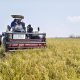 Dulu Menganggur, Kini Panen 6,4 Ton! Program Listrik Masuk Sawah Dongkrak Pertanian Bapangi Sidrap